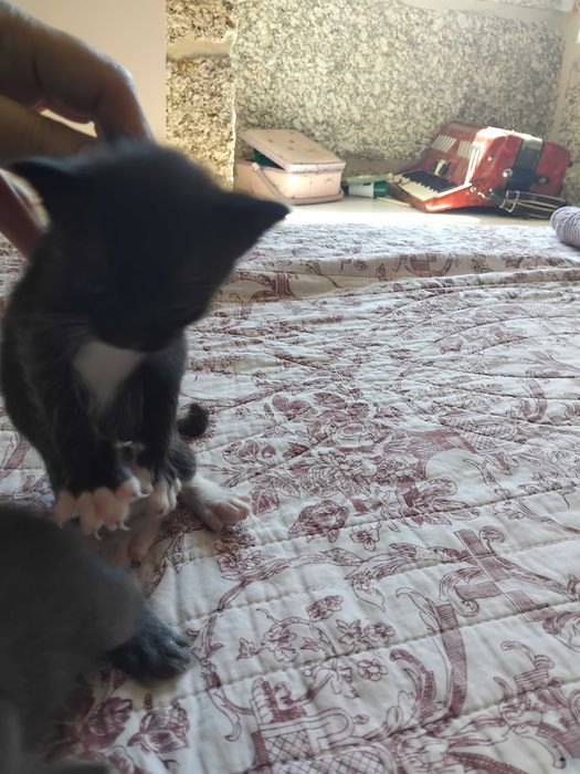 Gatinha fofinha...