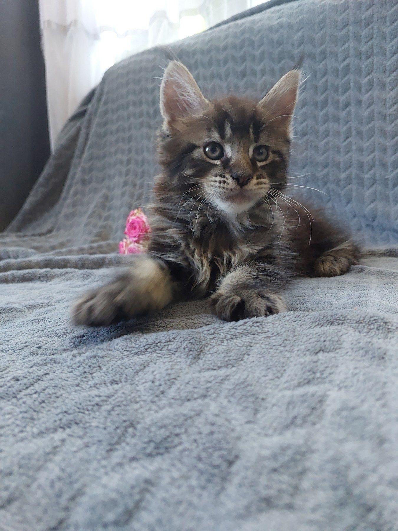 Купити котика не дорого