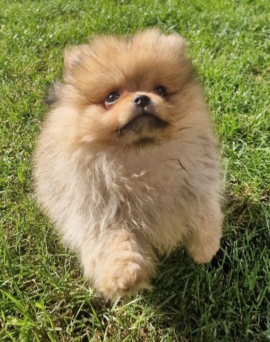 Szpic miniaturowy pomeranian dziewczynka