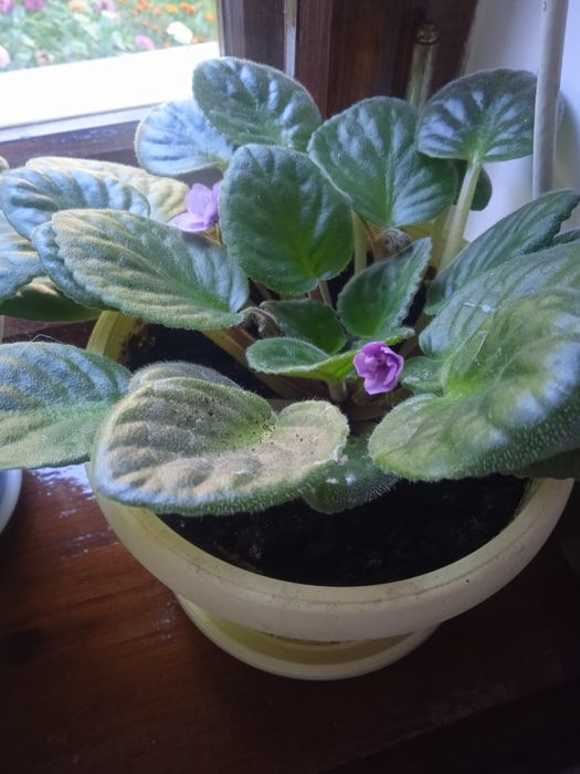 Продам фиалки в горшке