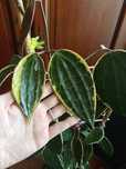 Hoya Macrophylla Albomarginata SADZONKA CIĘTA