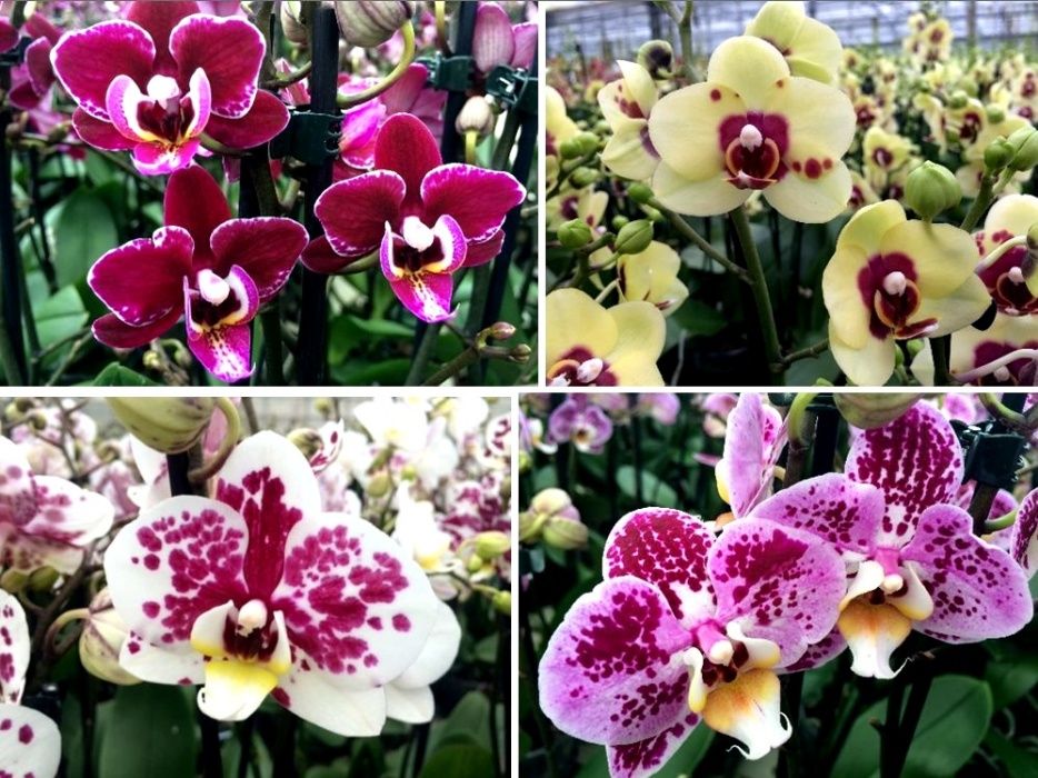 Цветы и Растения, Орхидеи оптом из Голландии, Европы, Азии, Китая, ЕС