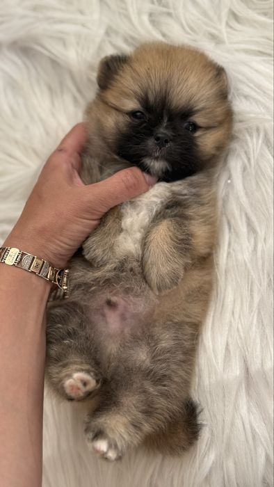 Хлопчик померанчик ведмедик