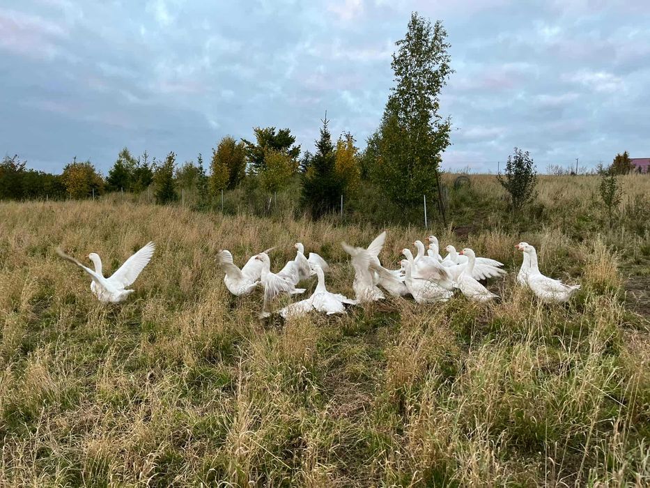 Gęś z wolnego wybiegu