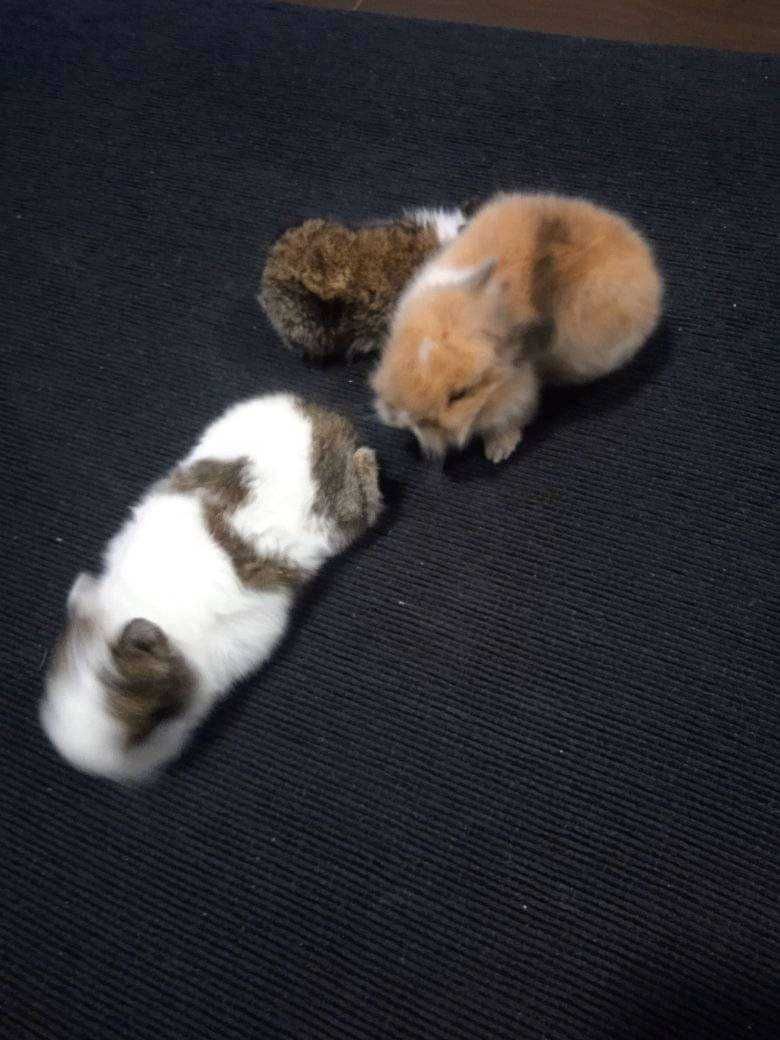 Mini coelhos anões hôlandes toy, teddy desparasitados e vacinados