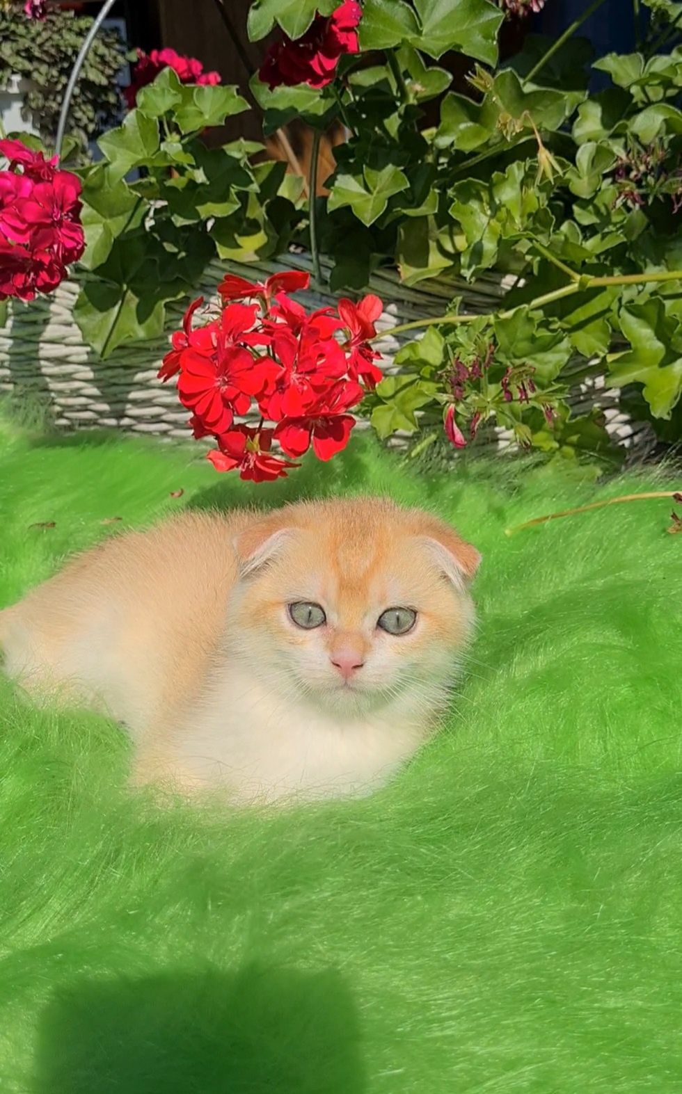 Шикарный яркий любвиобильный малыш