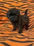 Maltipoo dziewczynka mini