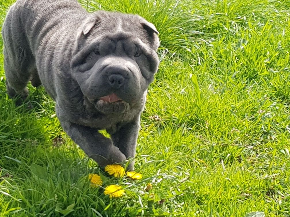 Shar pei piesek blue Derby