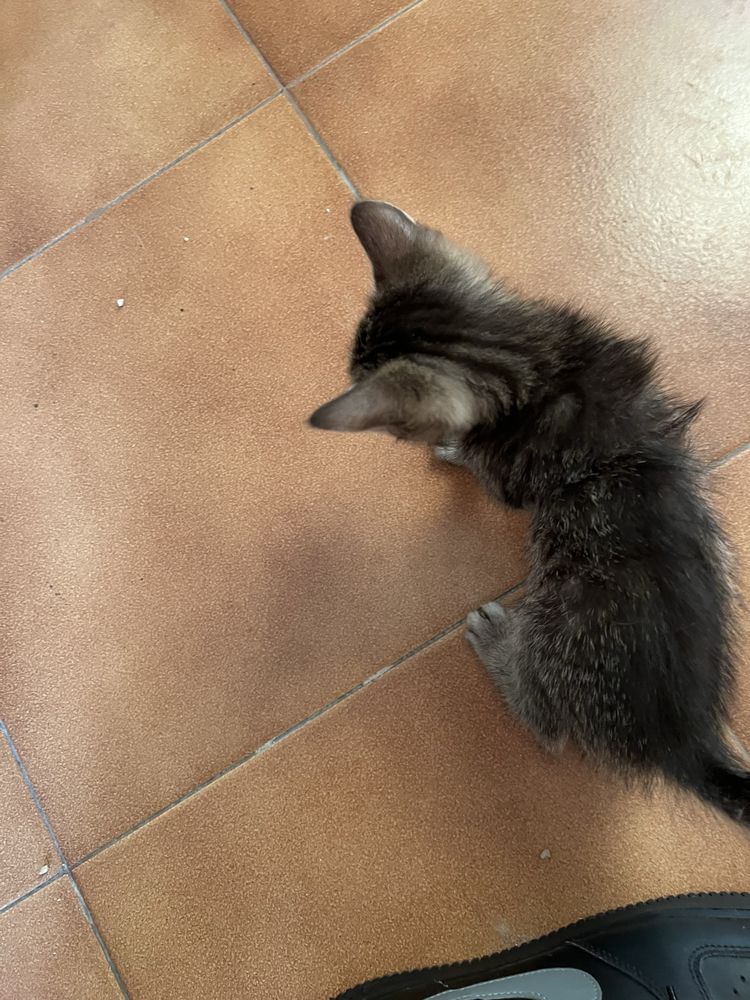 Gatos para adoçao.
