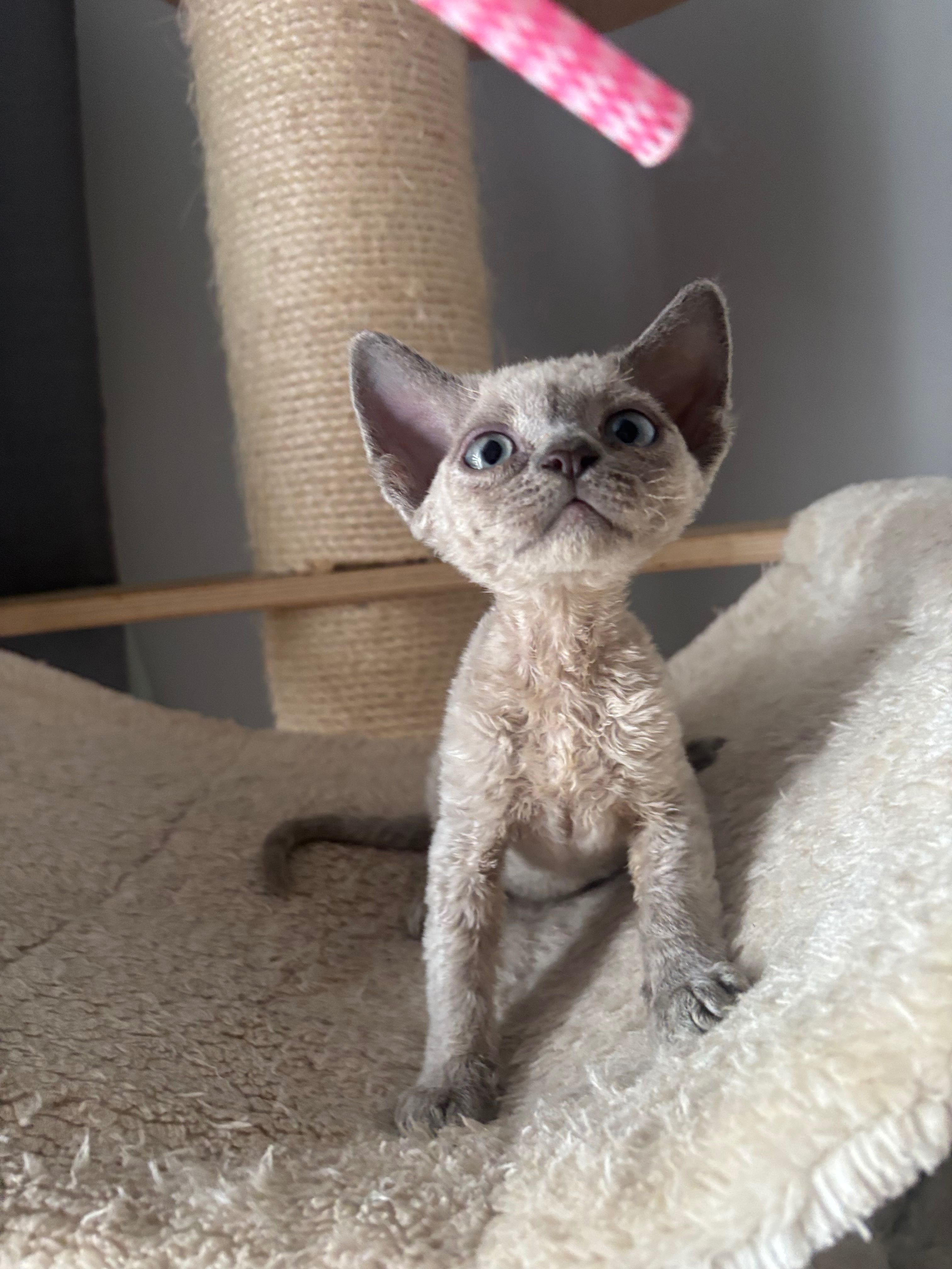 Devon rex Terra amoris