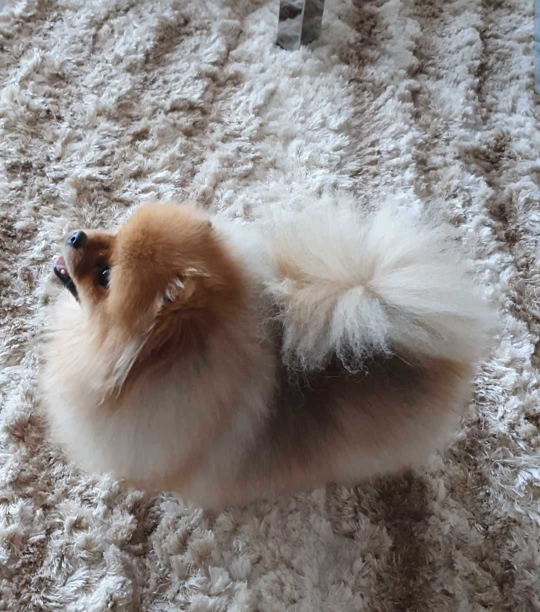 Szpic miniaturowy ,,Pomeranian'' suczka