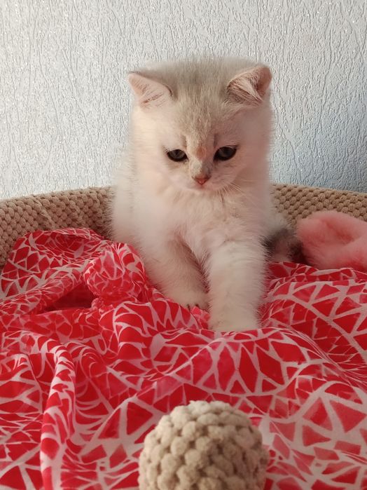 Грайливий котусик вільний