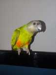 Papagaio-ring necks-loris aves criadas a mão
