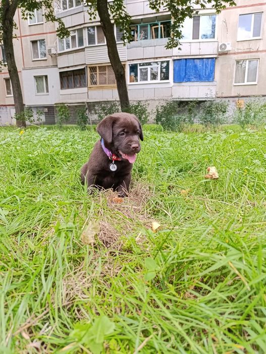Щенки лабрадора ретривера