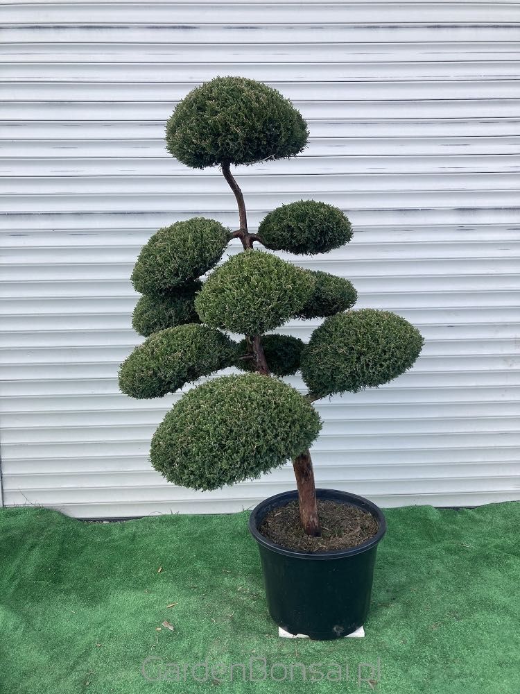 Doniczka z Bonsai z Jałowca pośredniego "Mint Julep" - 150 cm
