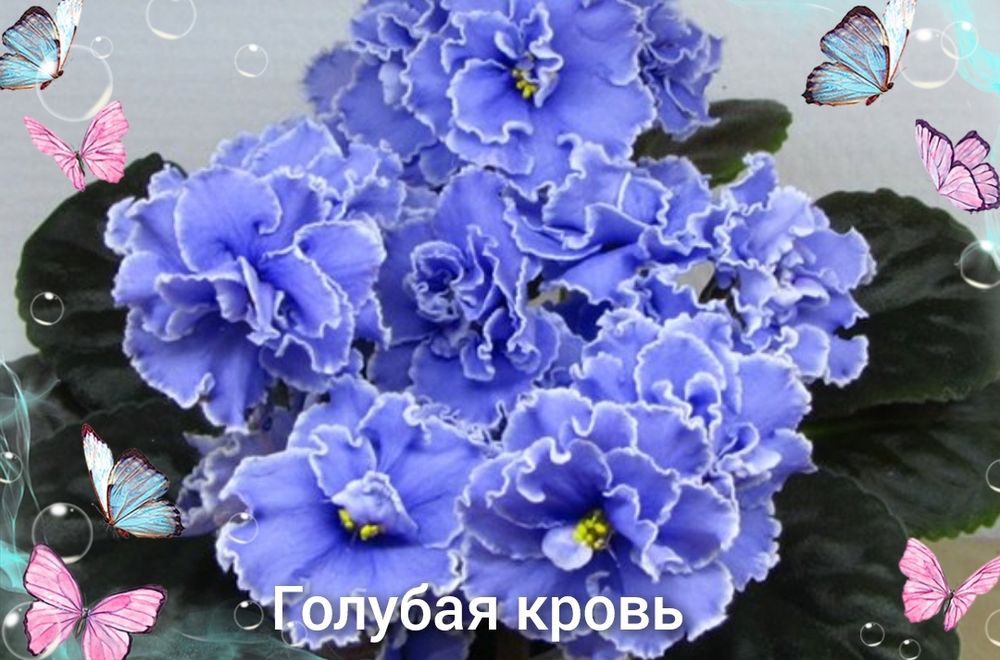 Продам фіалки дуже гарні