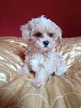 Maltipoo suczka mini, ojciec pudel toy chiński