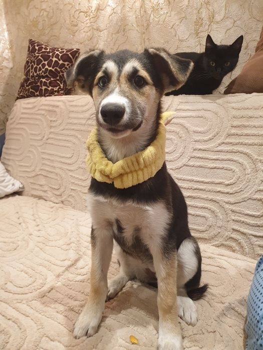 Отдам в хорошие руки