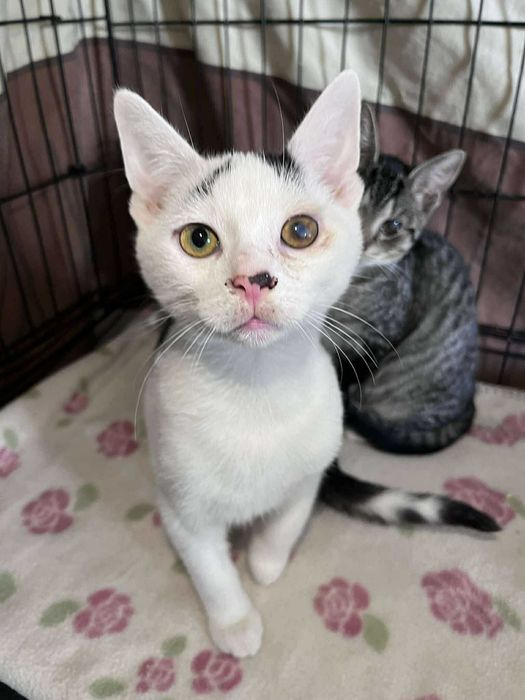 SERNIK I SZARLOTKA - brzydkie małe kotki :(