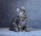 Chłopiec maine coon z rodowodem FPL