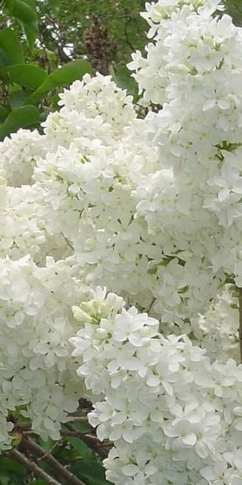 СИРЕНЬ  для посадки