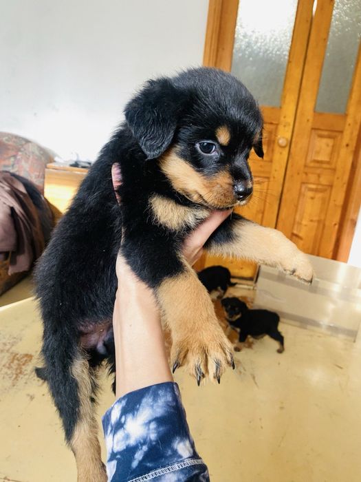 Чистокровные щенки ротвейлера мальчики и девочки