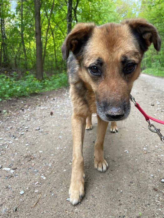 Kochany Gomez na tropie domu