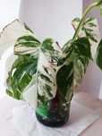 Monstera variegata – sadzonki do ukorzenienia