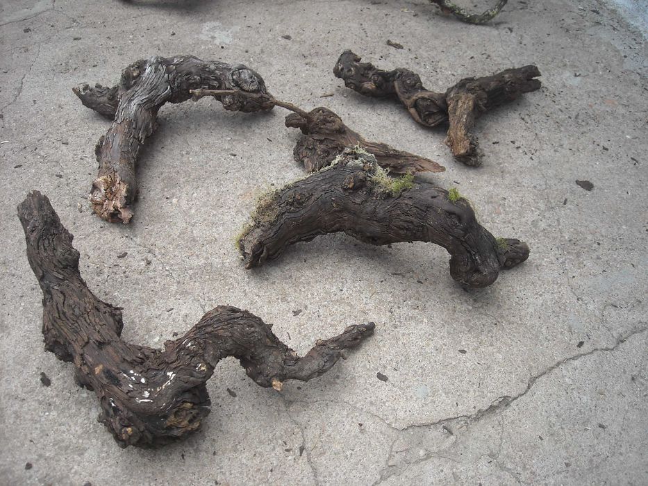 Tronco de videira antiga para decoraçao aquario terrario etc