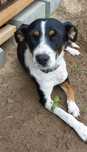 Lusia sunia do adopcji