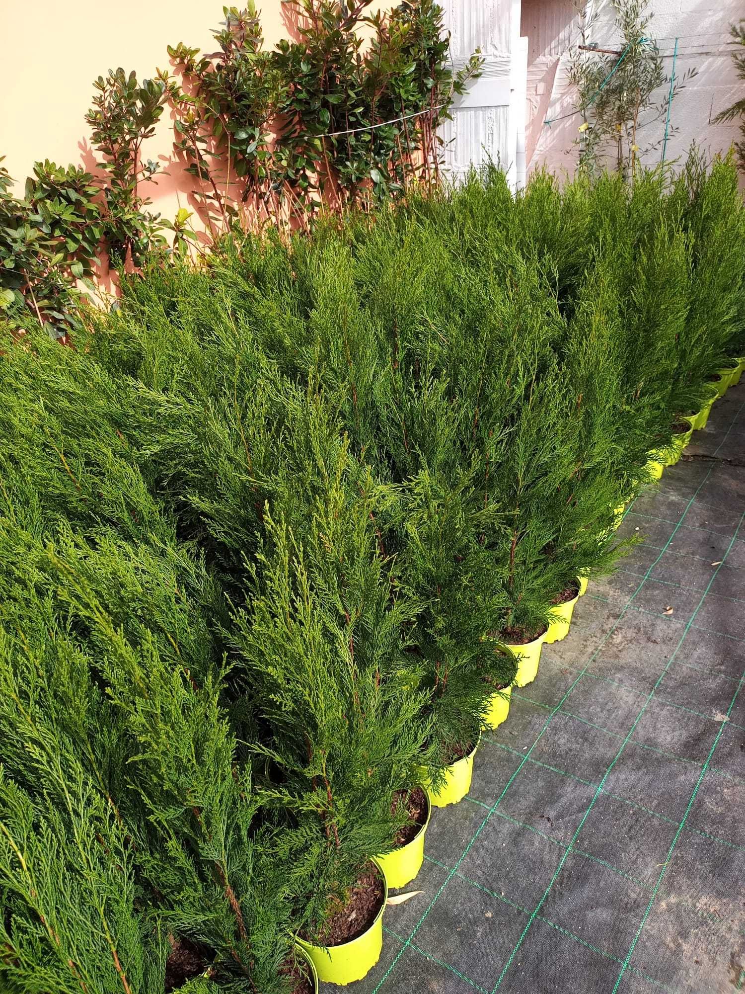 Ciprestes Leylandii (70-90 cm)