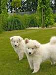 Samoyed samojed szczeniak