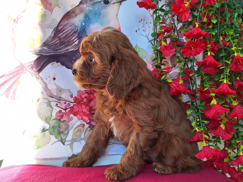 Cavalier & pudel to piękny cavapoo z certyfikatem