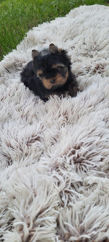 Yorkshire terrier  piesek z rodowodem