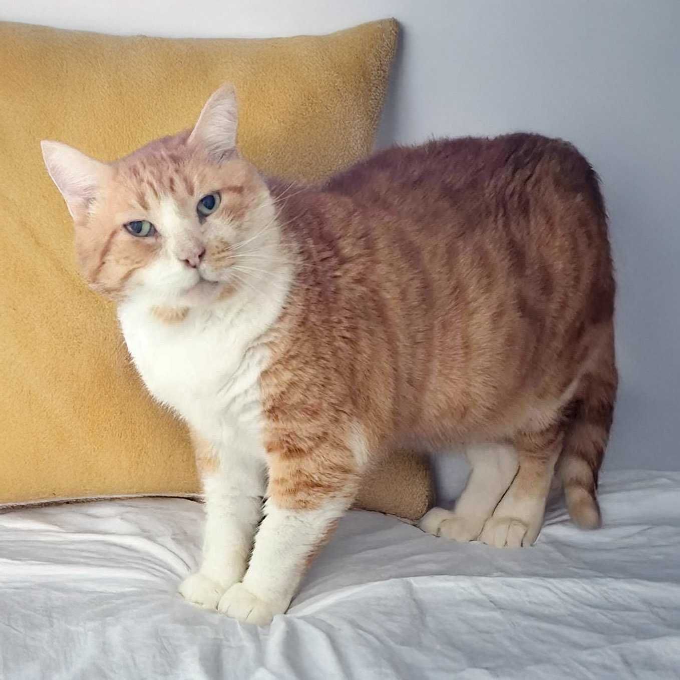 Setúbal / Margem Sul / Lisboa — ROCKY, gatinho para adoção