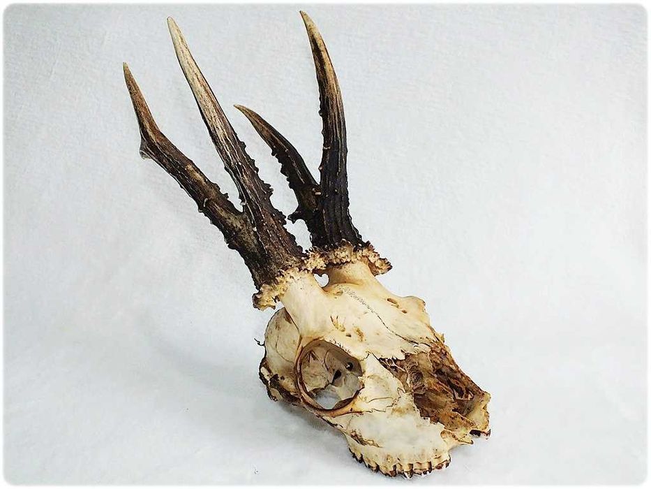 Parostki kozła z czaszką dł.18cm Myślistwo