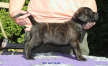 Cane Corso rod FCI ROMEO najbardziej rokujący z miotu