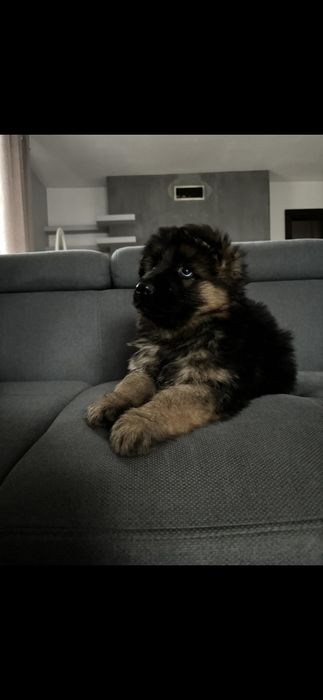 Szczeniak owczarek niemiecki