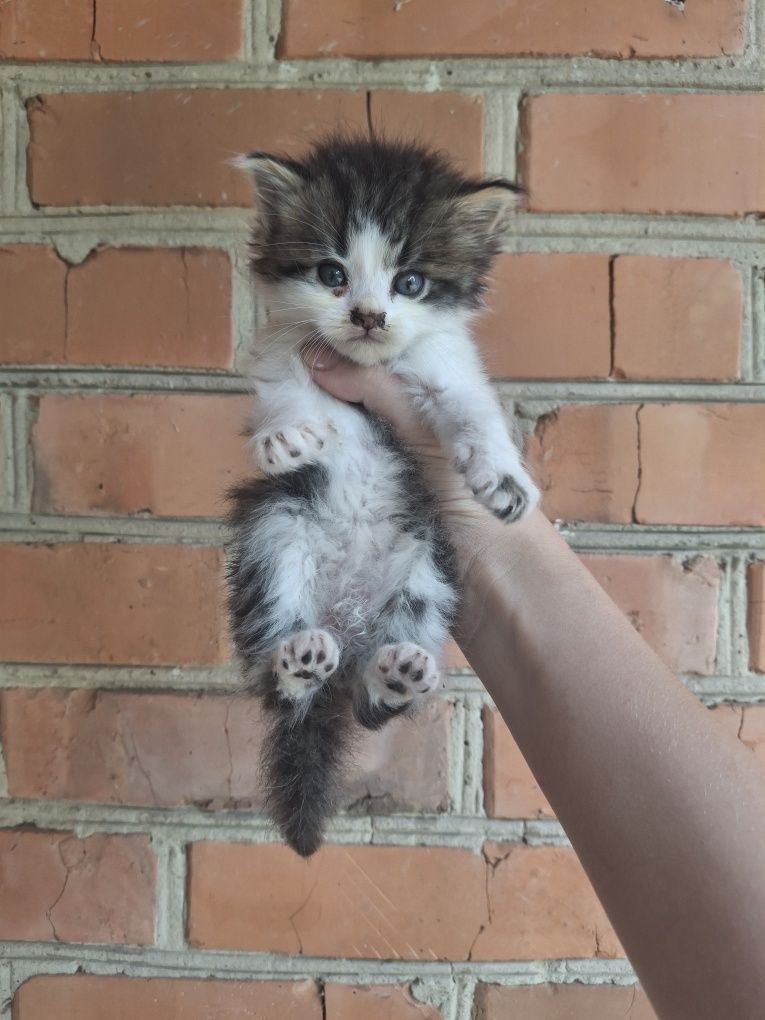 Кошенята шукають дім