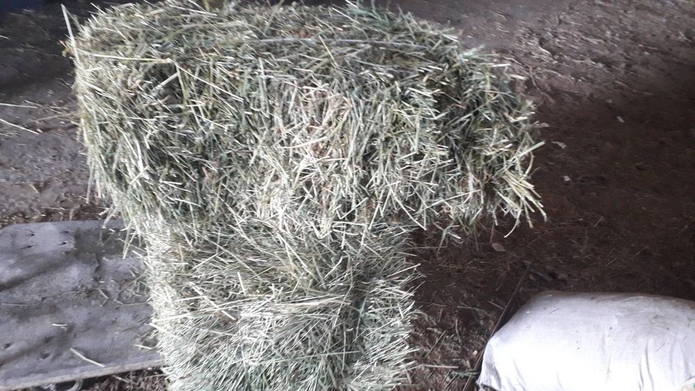 Продам сіно в тюках