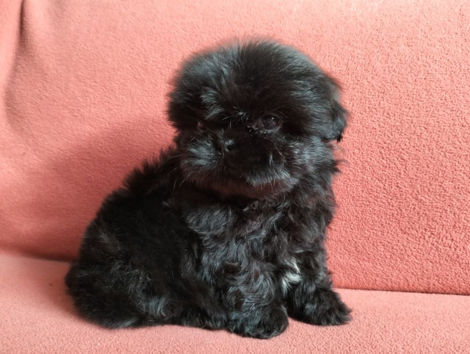 Piękna suczka  shih -tzu MINI cZARNA z rodowodem!
