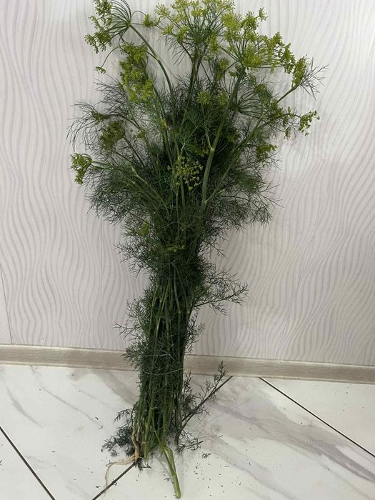 Sprzedam koper młody