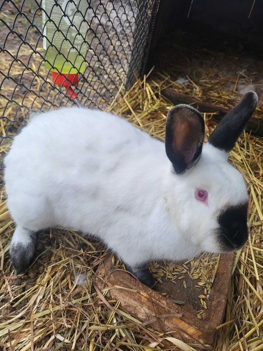 Króliki kalifornijskie