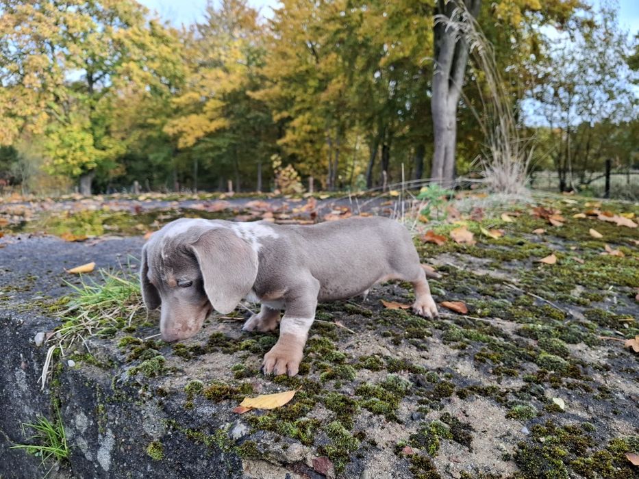 jamnik blue merlle piesek