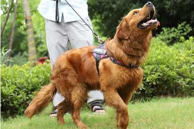 Arnês Nylon Personalizado Cães Conforto/Estilo para o seu Melhor Amigo