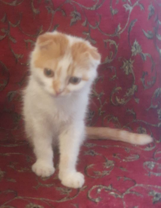 Шатландец вислоушка еотик