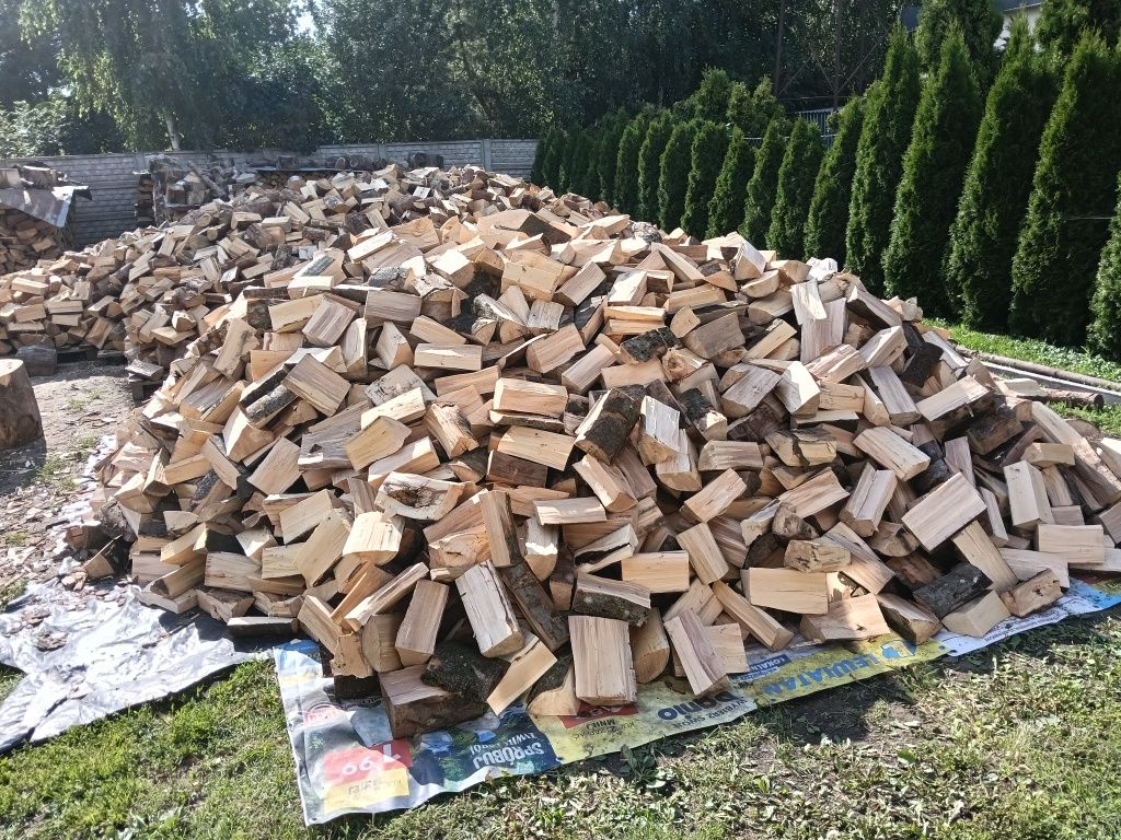 Drzewo Buk łupany
