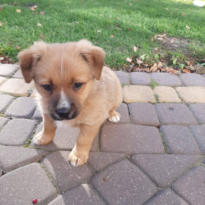 Dżeki-uroczy szczeniak czeka na cierpliwy i odpowiedzilany dom