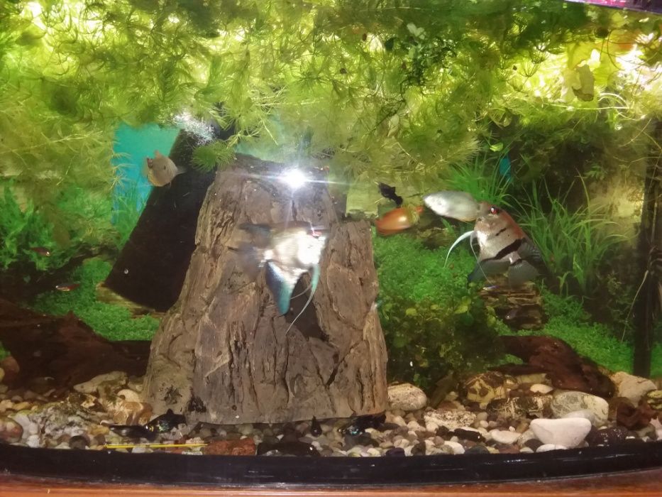 Ładne zielone roślinki zamienię na rybki