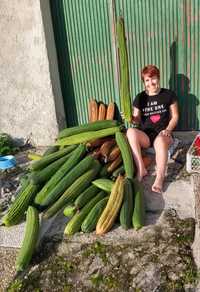 Sementes de Lufa / Luffa